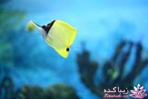 دنیای زیر آب